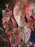Begonia species / Begonia species